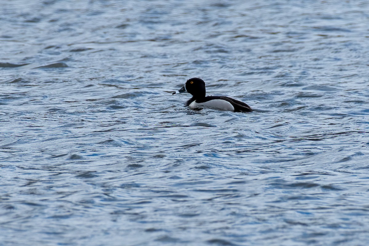 Ring-necked Duck - Michèle Beaulieu