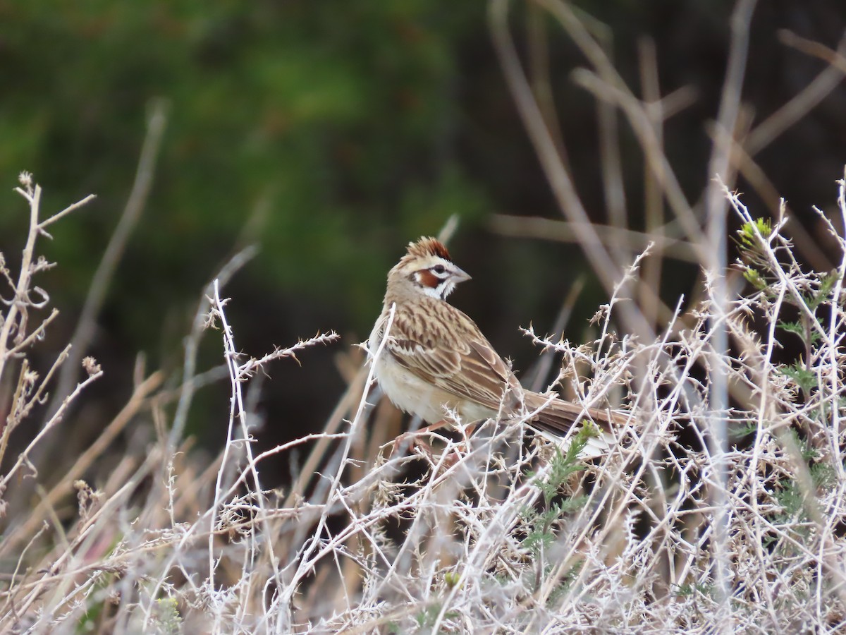 Lark Sparrow - Peyton Jackson