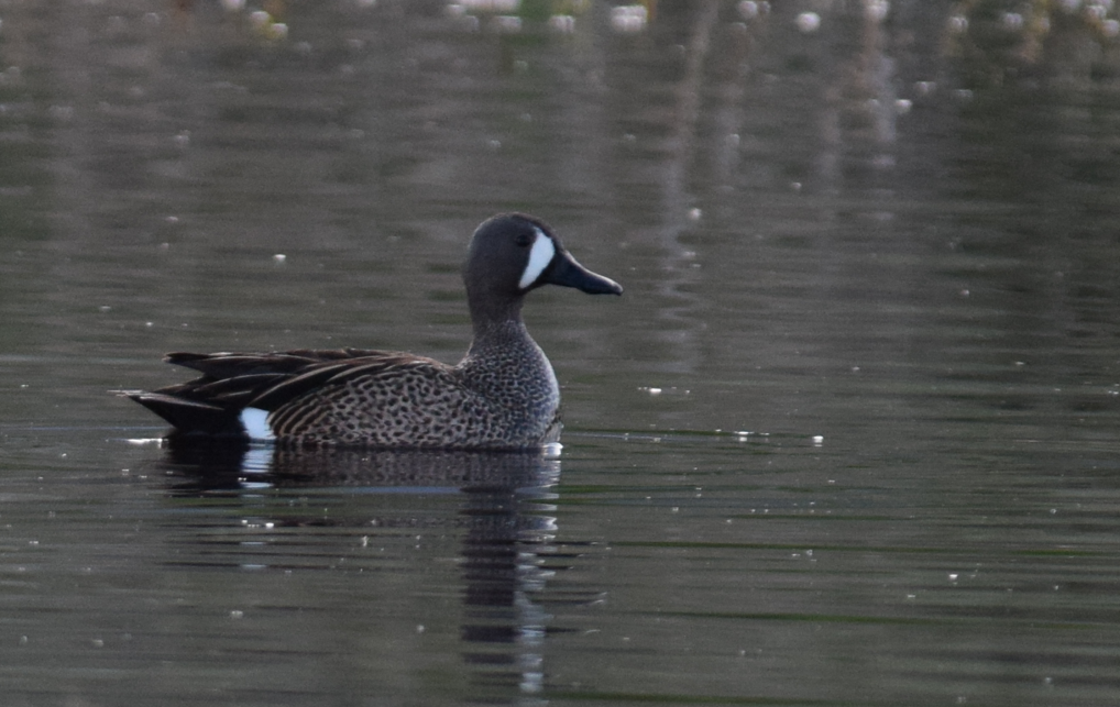 Blauflügelente - ML618903022