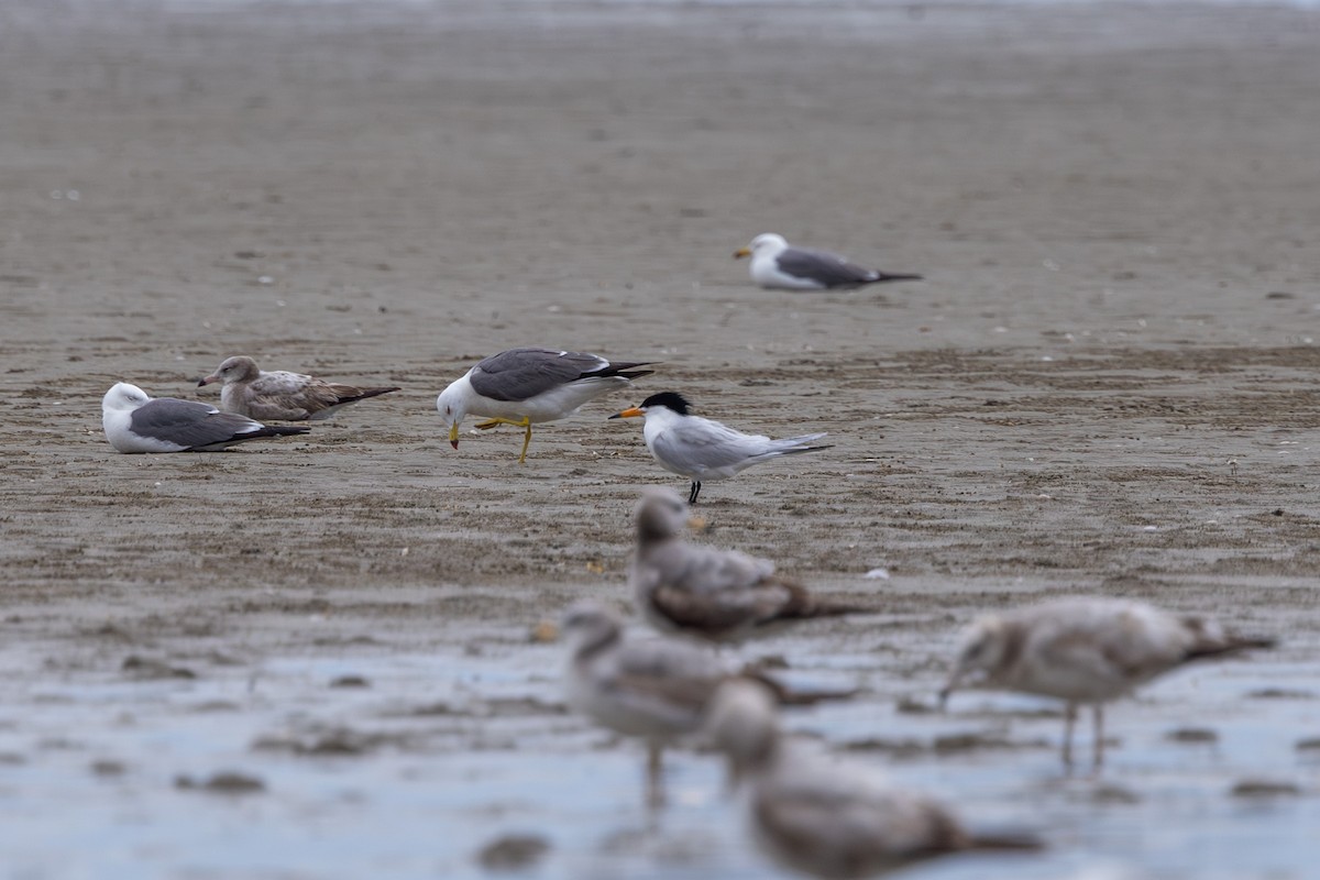 Chinese Crested Tern - Paul Ha