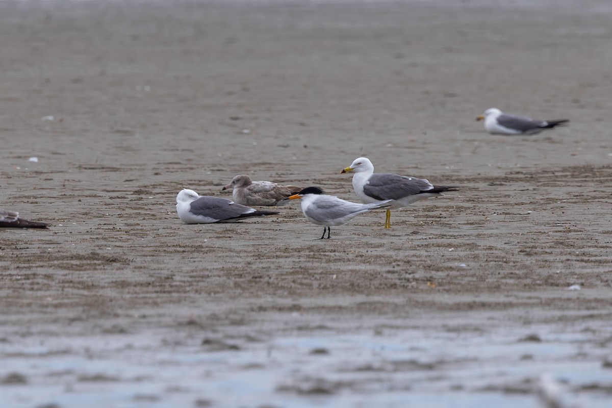 Chinese Crested Tern - ML618903036