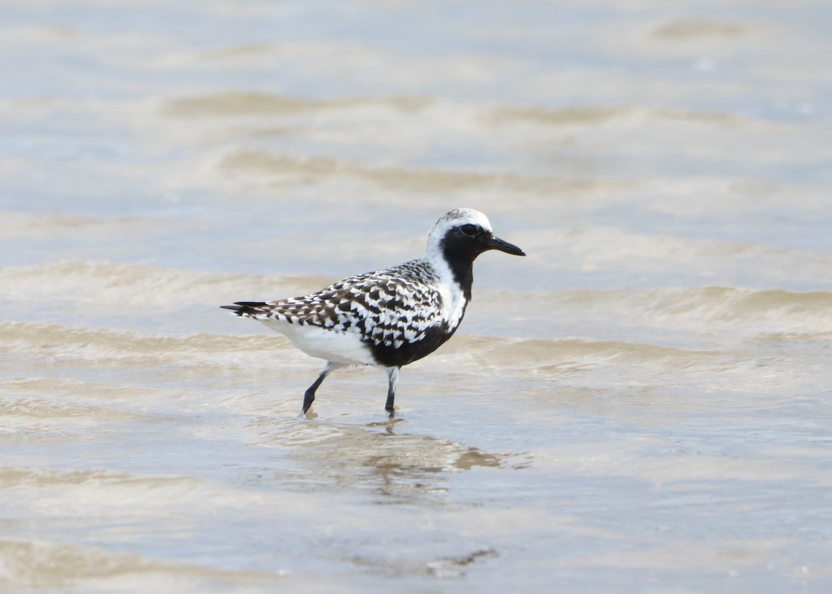 Black-bellied Plover - Chris Montroy
