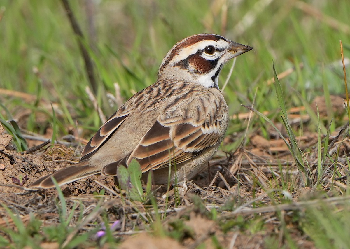 Lark Sparrow - ML618903039