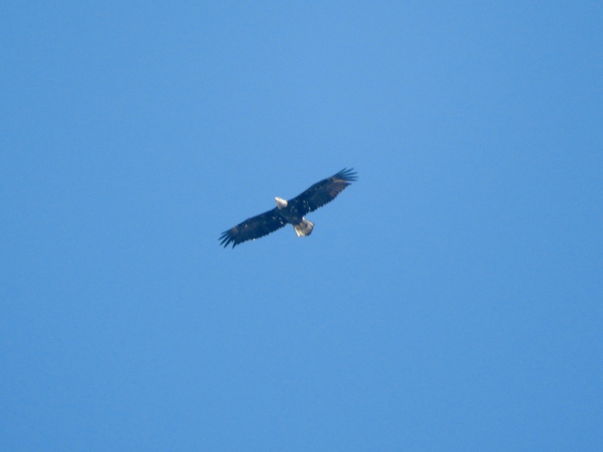 Bald Eagle - Catherine McFadden