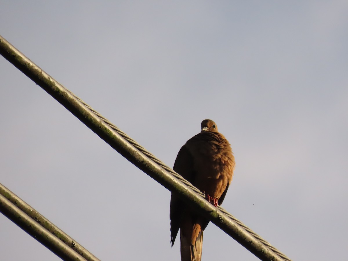 Eared Dove - ML618903047