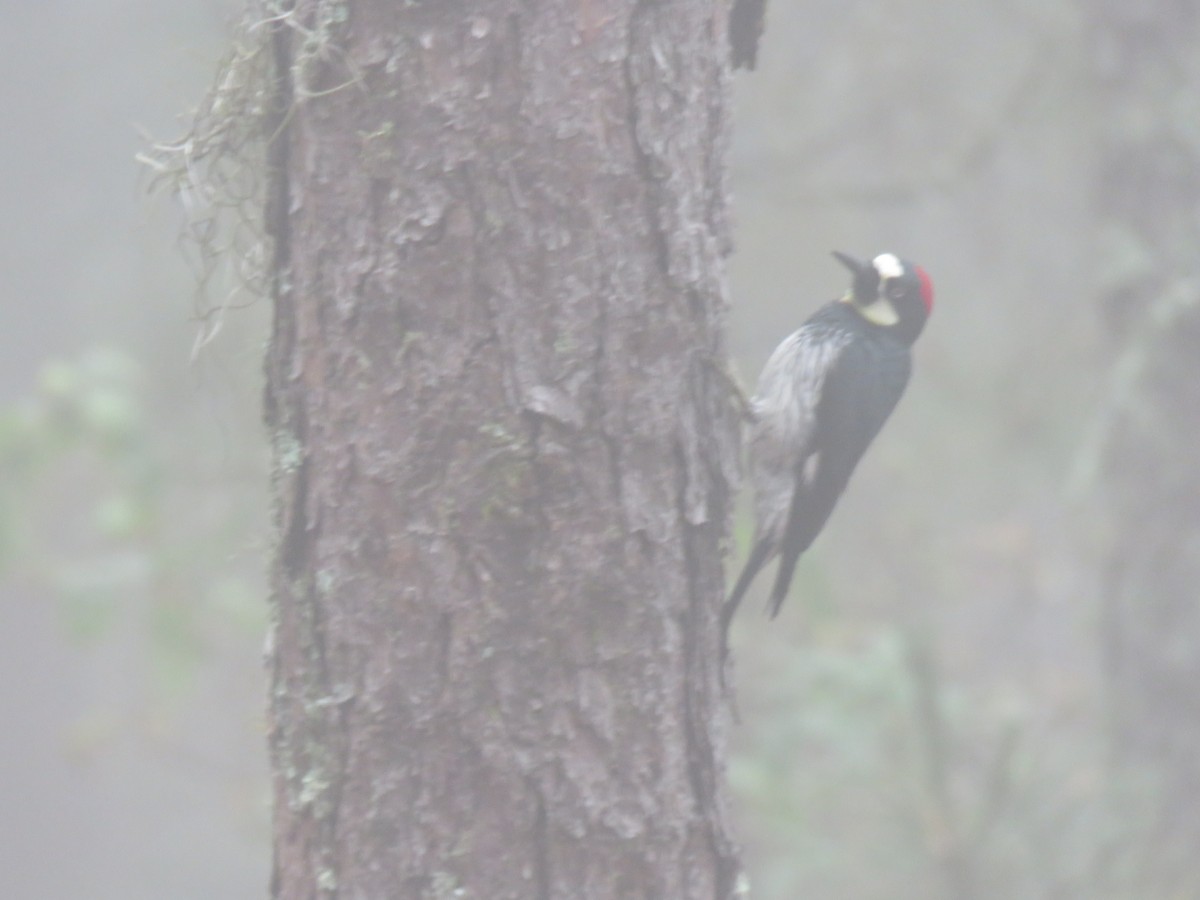 Acorn Woodpecker - Iker Montoya Navarro