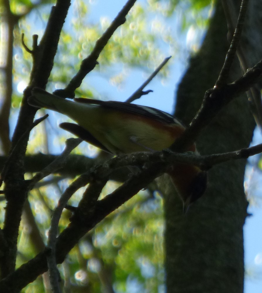 Bay-breasted Warbler - ML618903055