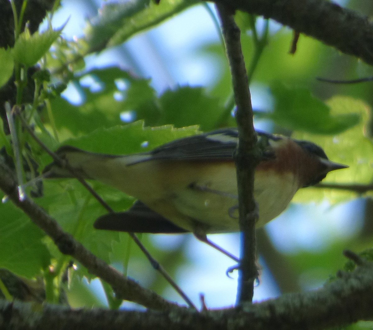 Bay-breasted Warbler - ML618903061