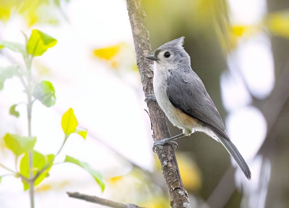 Tufted Titmouse - ML618903079