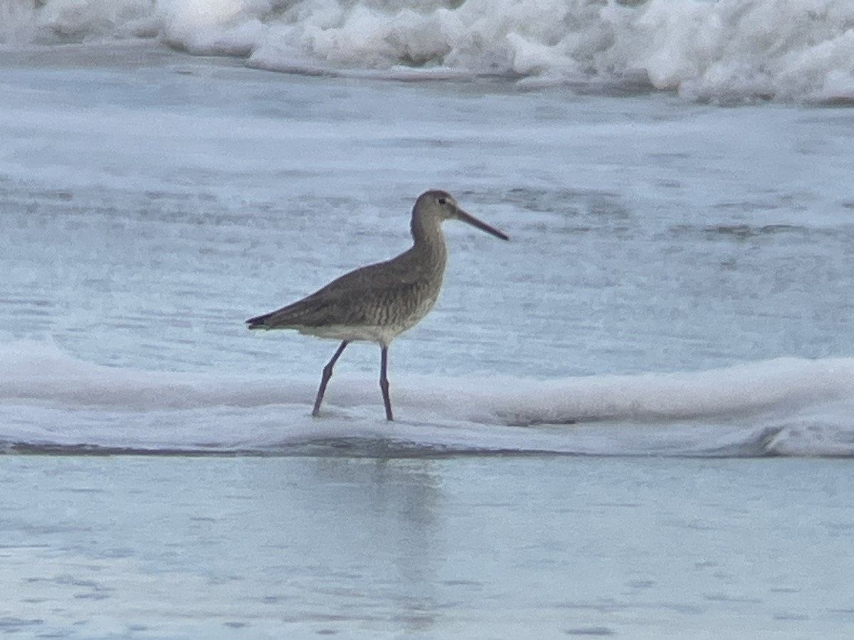 Willet - ML618903083