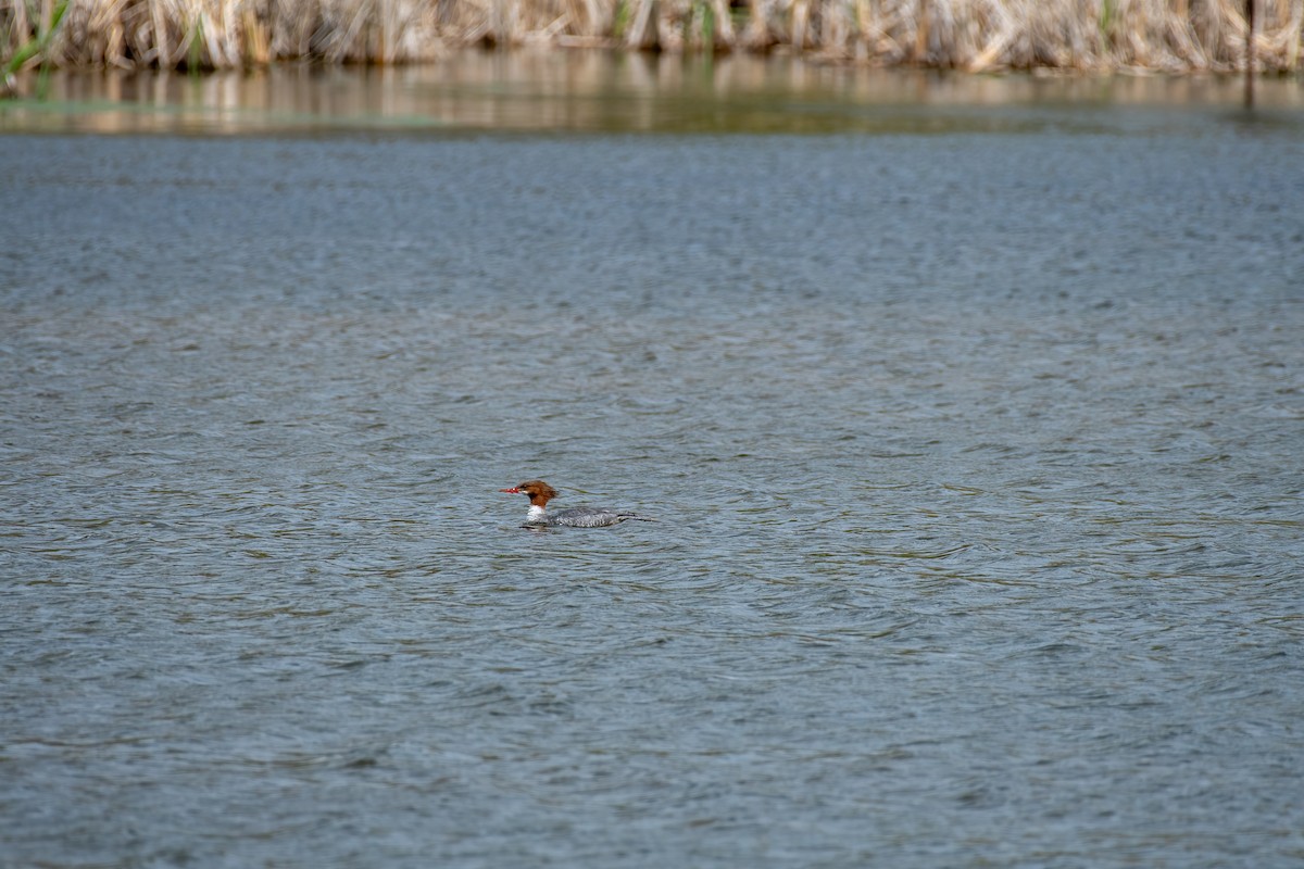 Common Merganser - Michèle Beaulieu