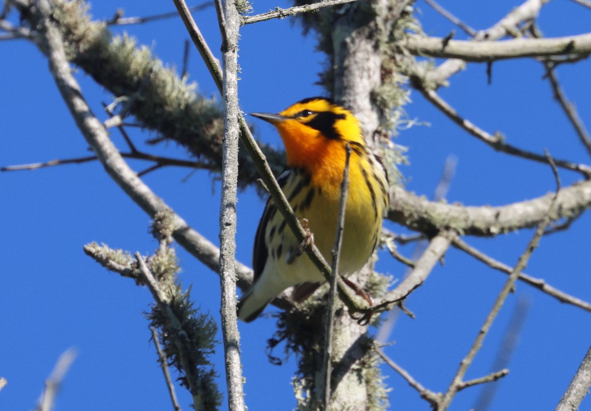 Blackburnian Warbler - John Drummond