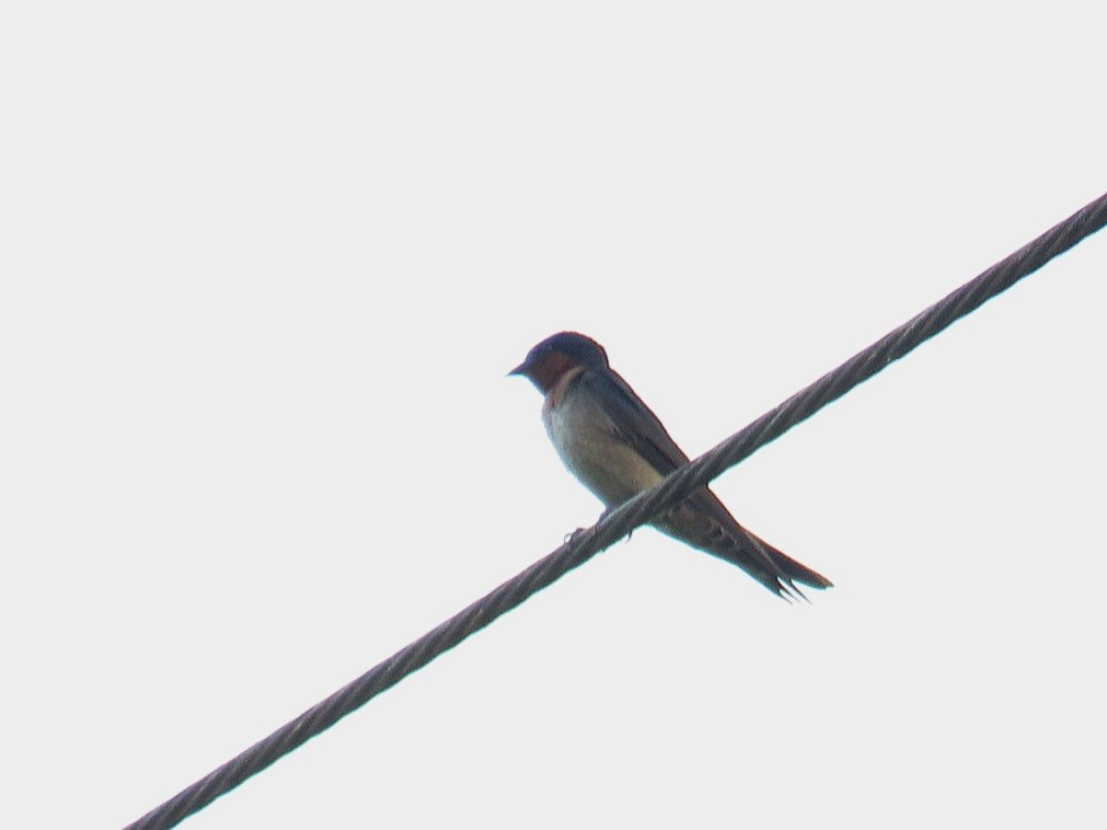 Pacific Swallow - ML618903089