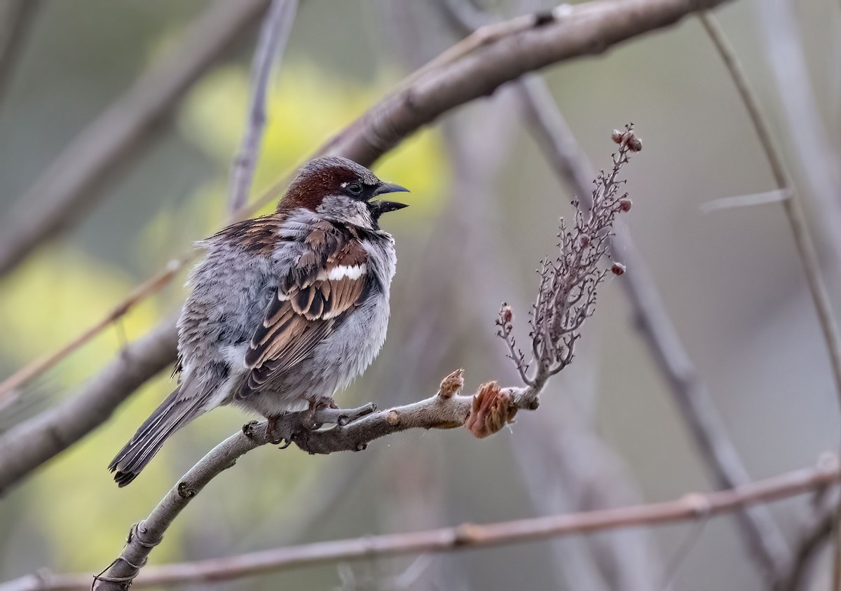 House Sparrow - ML618903101