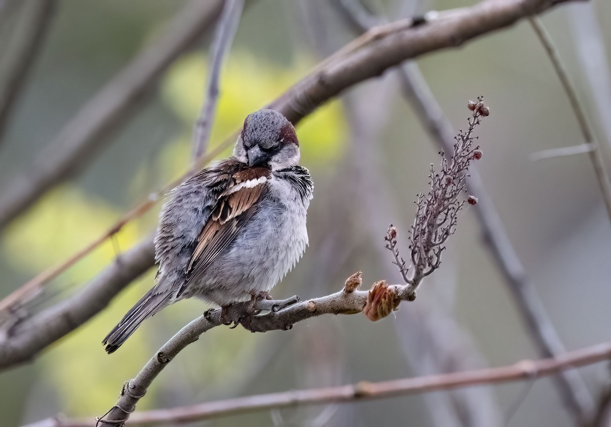 House Sparrow - ML618903102