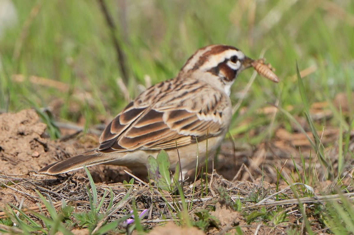 Lark Sparrow - ML618903110