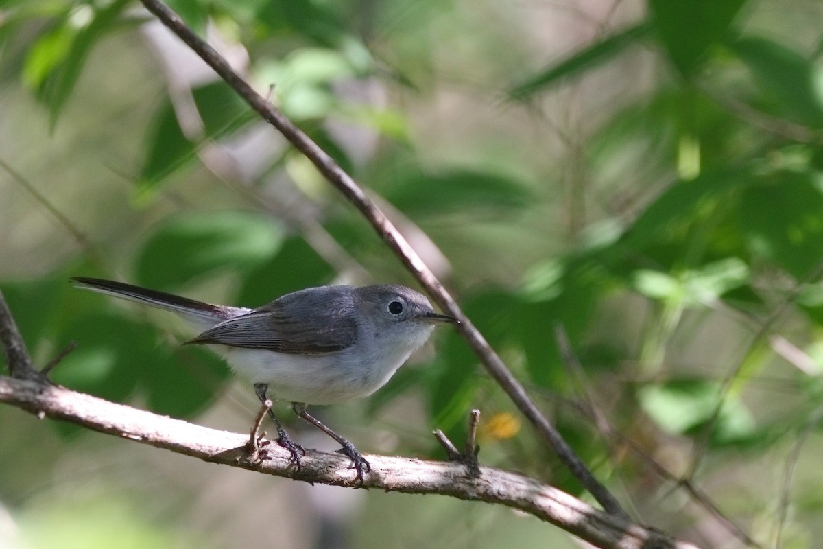 Blue-gray Gnatcatcher - Shawn Miller