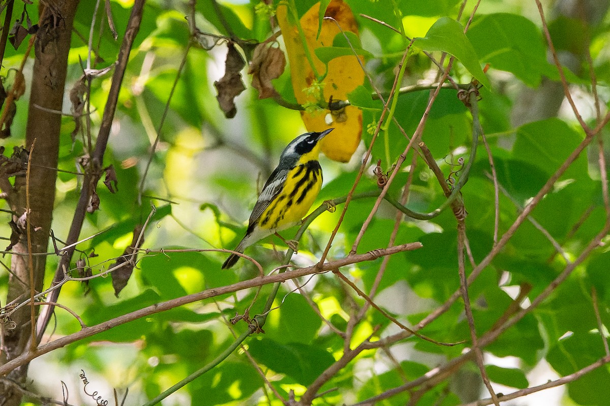 Magnolia Warbler - ML618903149