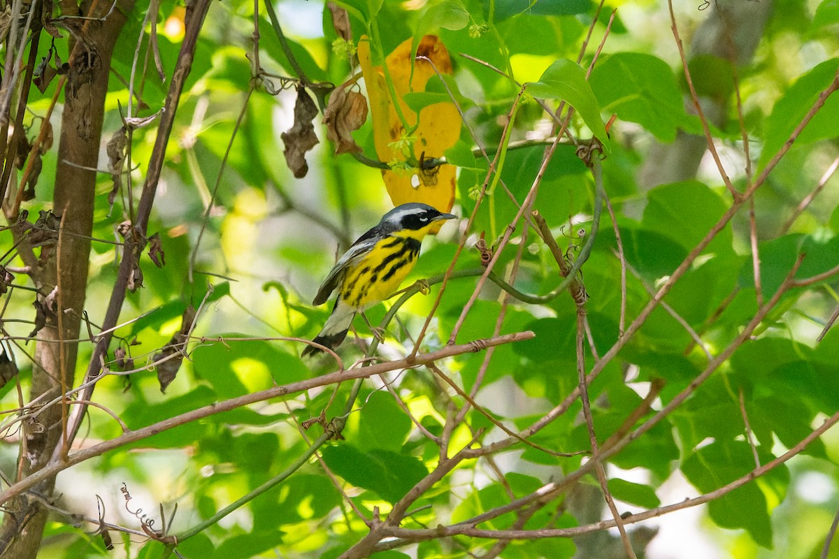 Magnolia Warbler - ML618903150