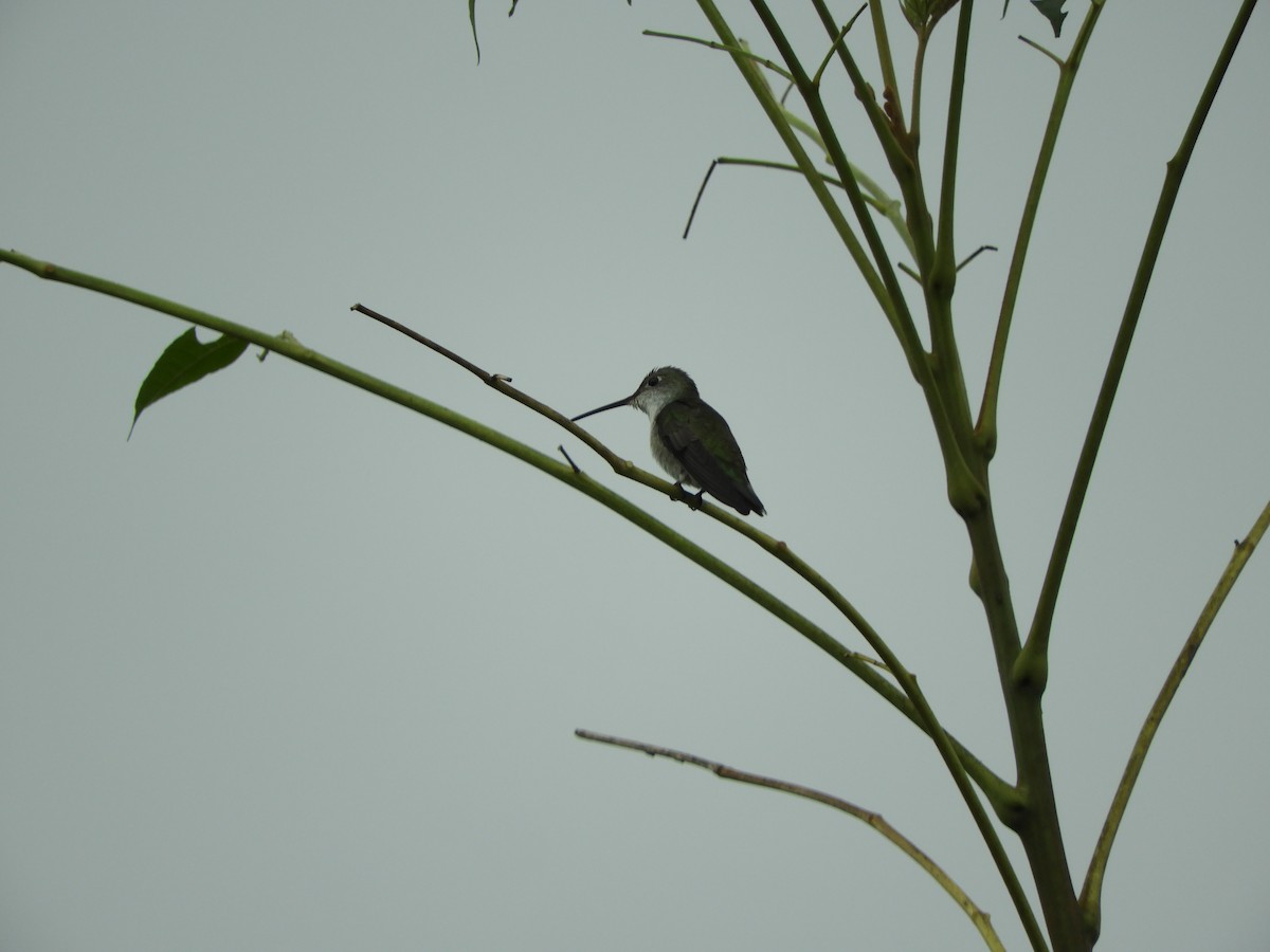 Blue-tufted Starthroat - Pablo Mealla