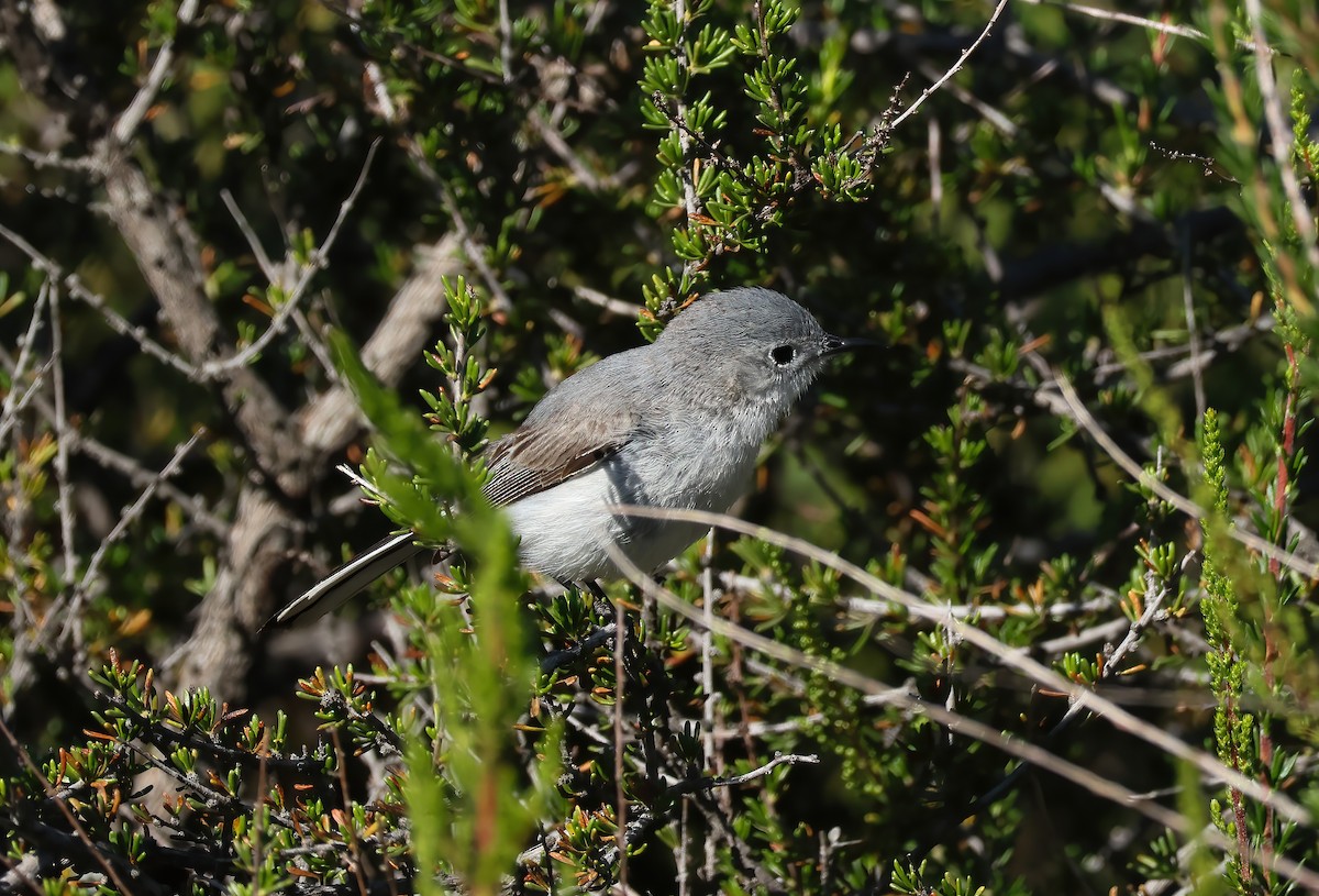 Blue-gray Gnatcatcher - Tom Benson