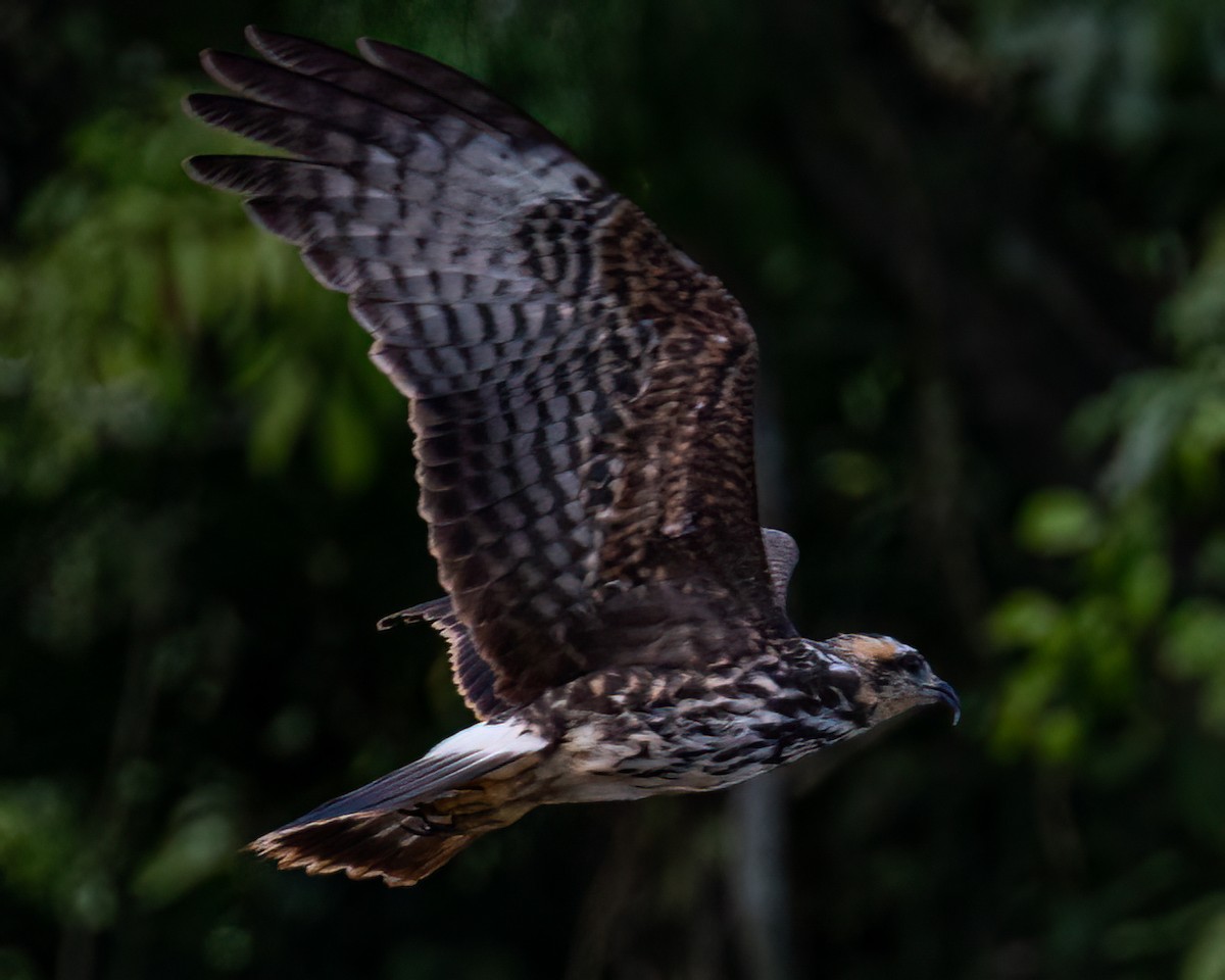 Snail Kite - Victor Pássaro