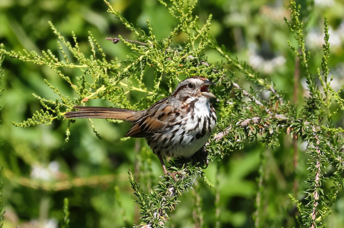 Song Sparrow - ML618903196