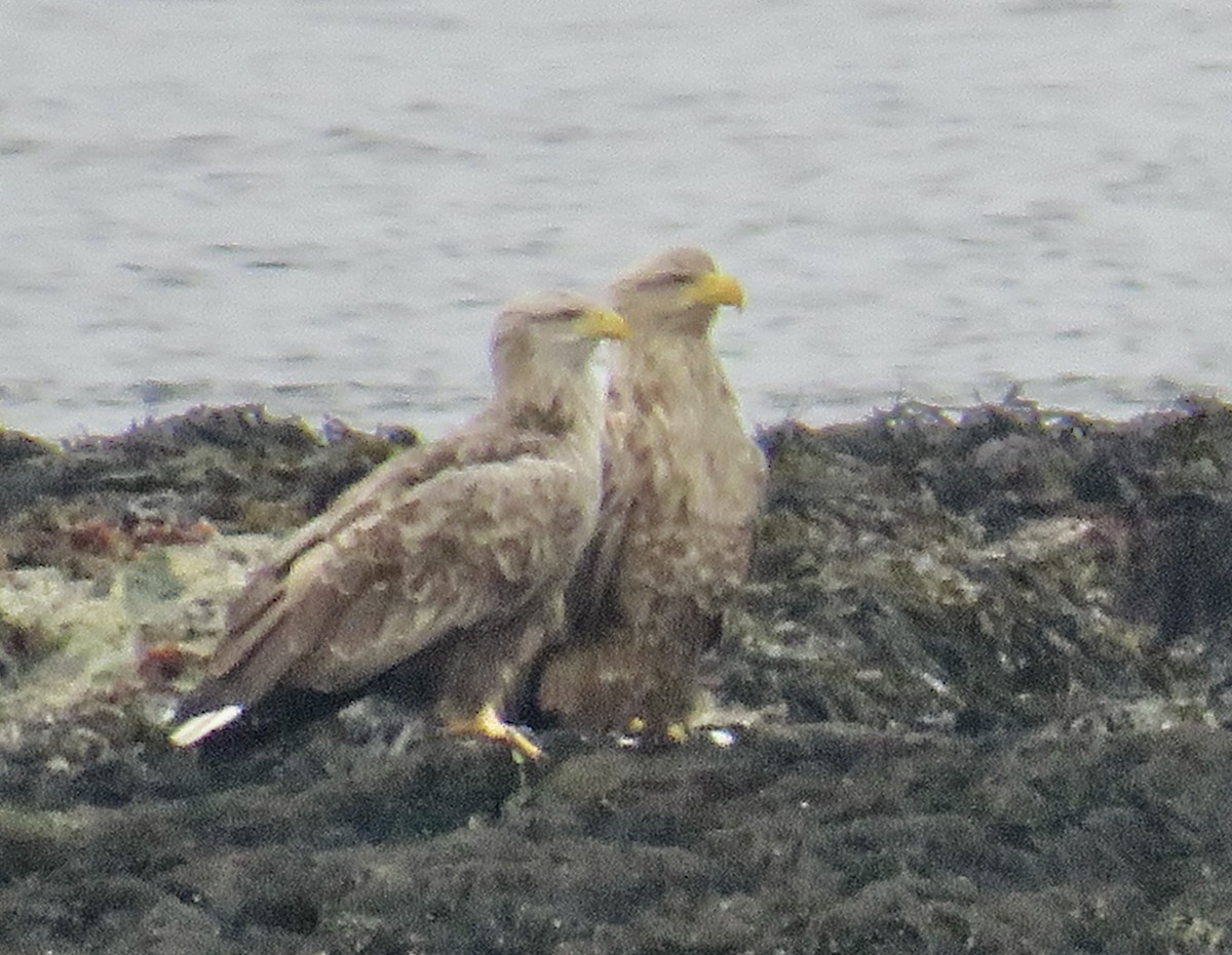 White-tailed Eagle - ML618903199