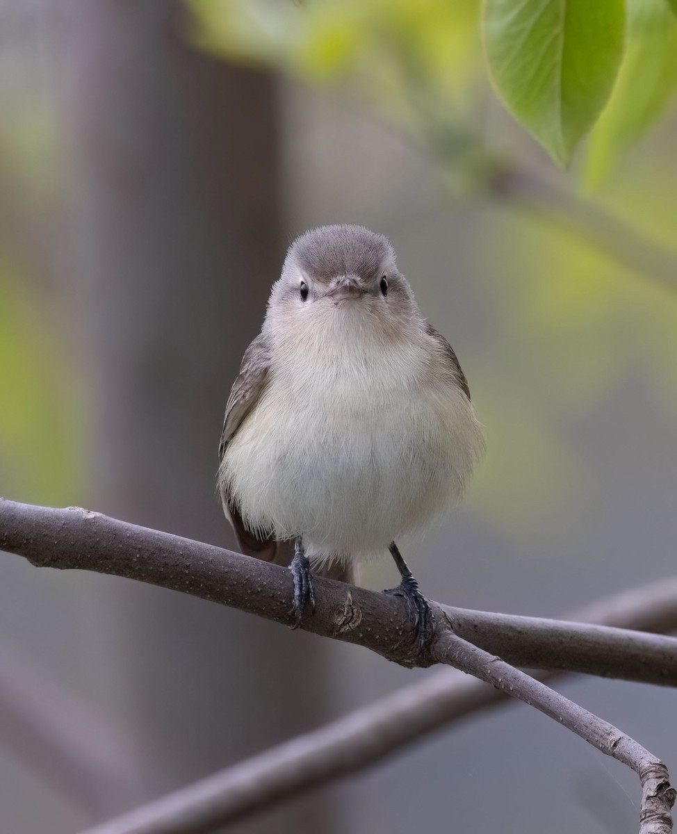 Ötücü Vireo - ML618903206