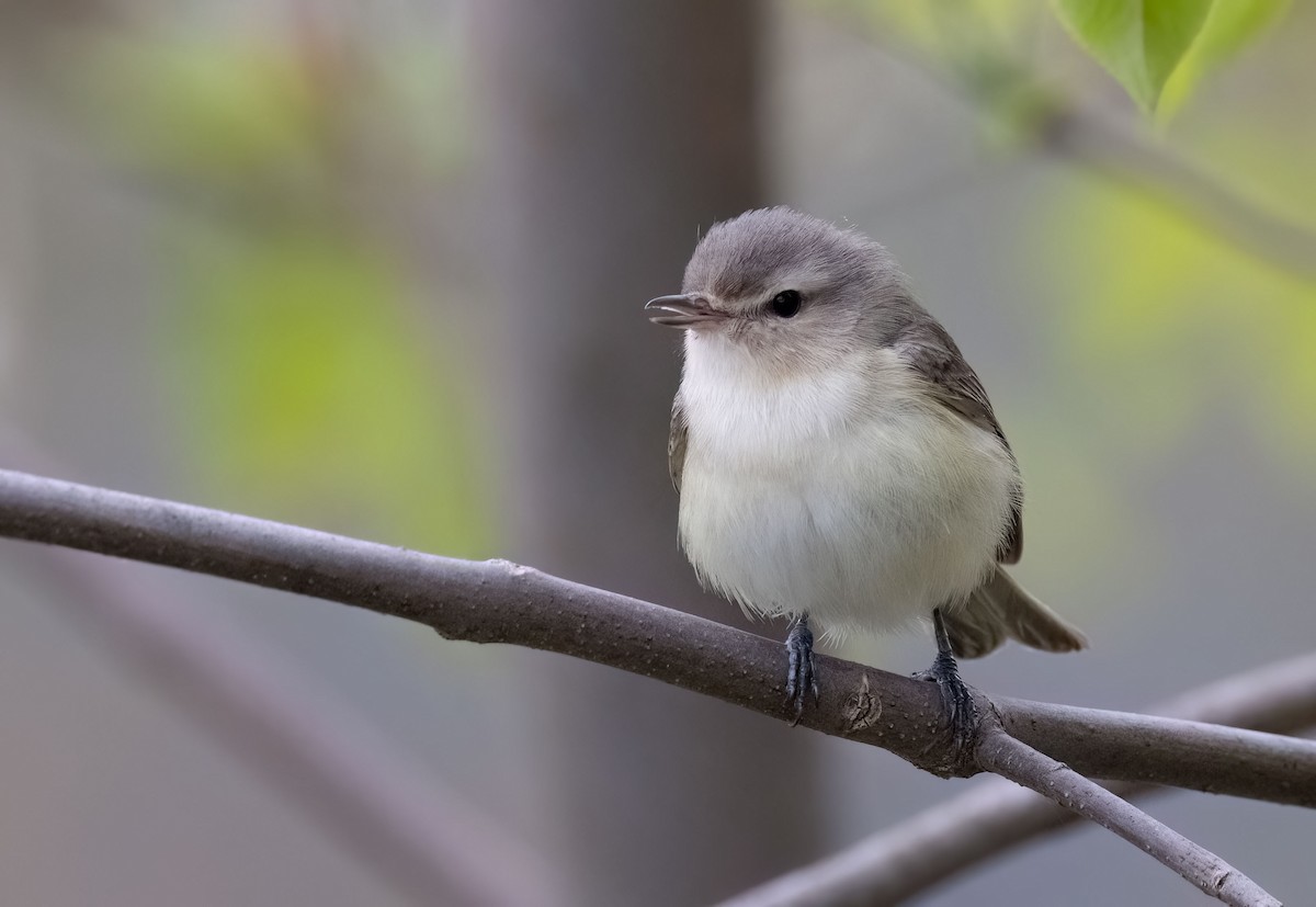 Warbling Vireo - ML618903211