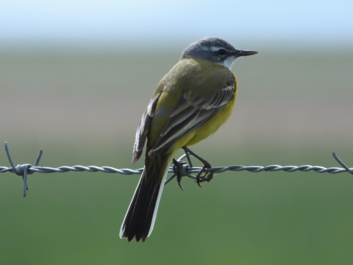 Western Yellow Wagtail - Miguel Martín Jiménez