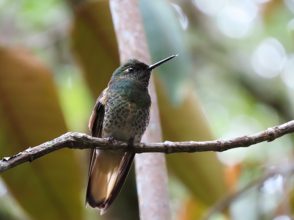 Buff-tailed Coronet - Cristian Cufiño