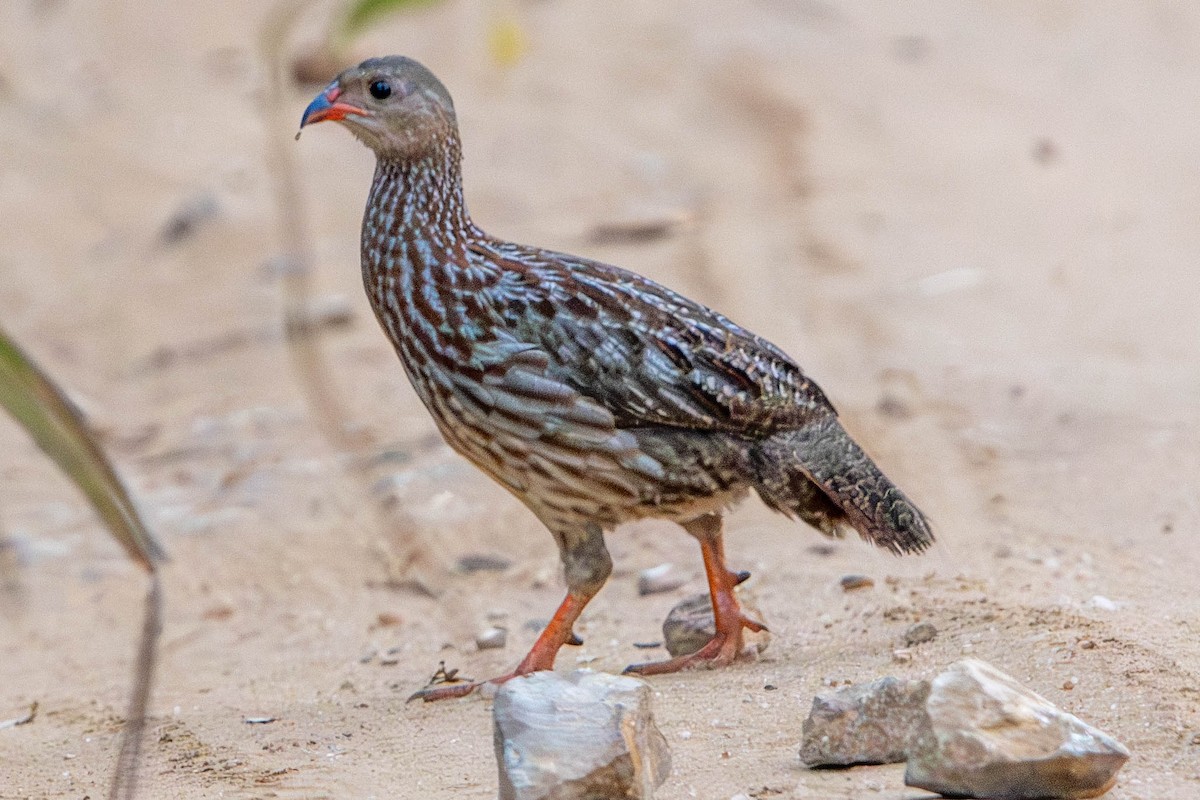 Gray-striped Spurfowl - R Magdalena