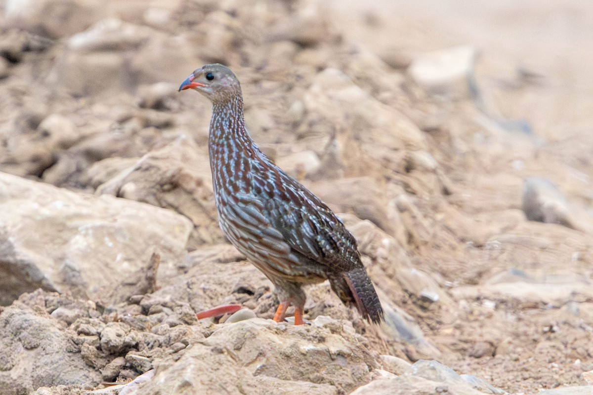 Gray-striped Spurfowl - R Magdalena