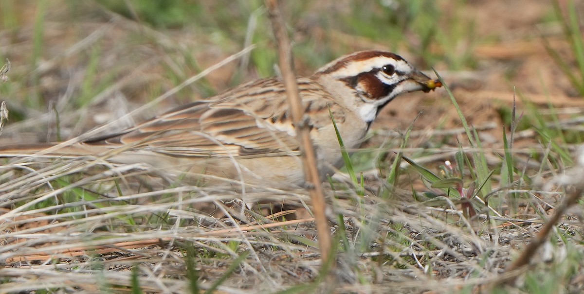 Lark Sparrow - ML618903257