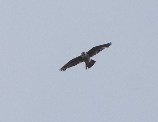 Peregrine Falcon - Jason Forbes