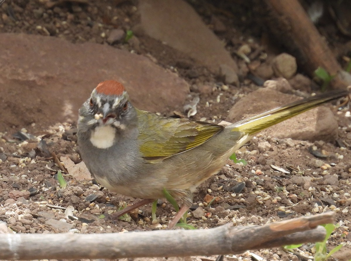 Green-tailed Towhee - ML618903289