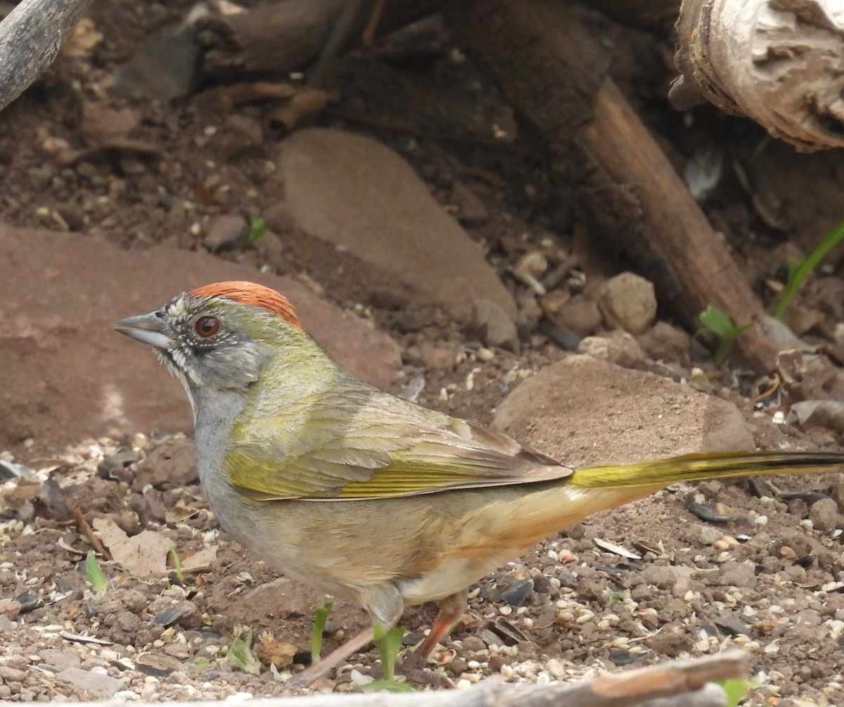 Green-tailed Towhee - ML618903290