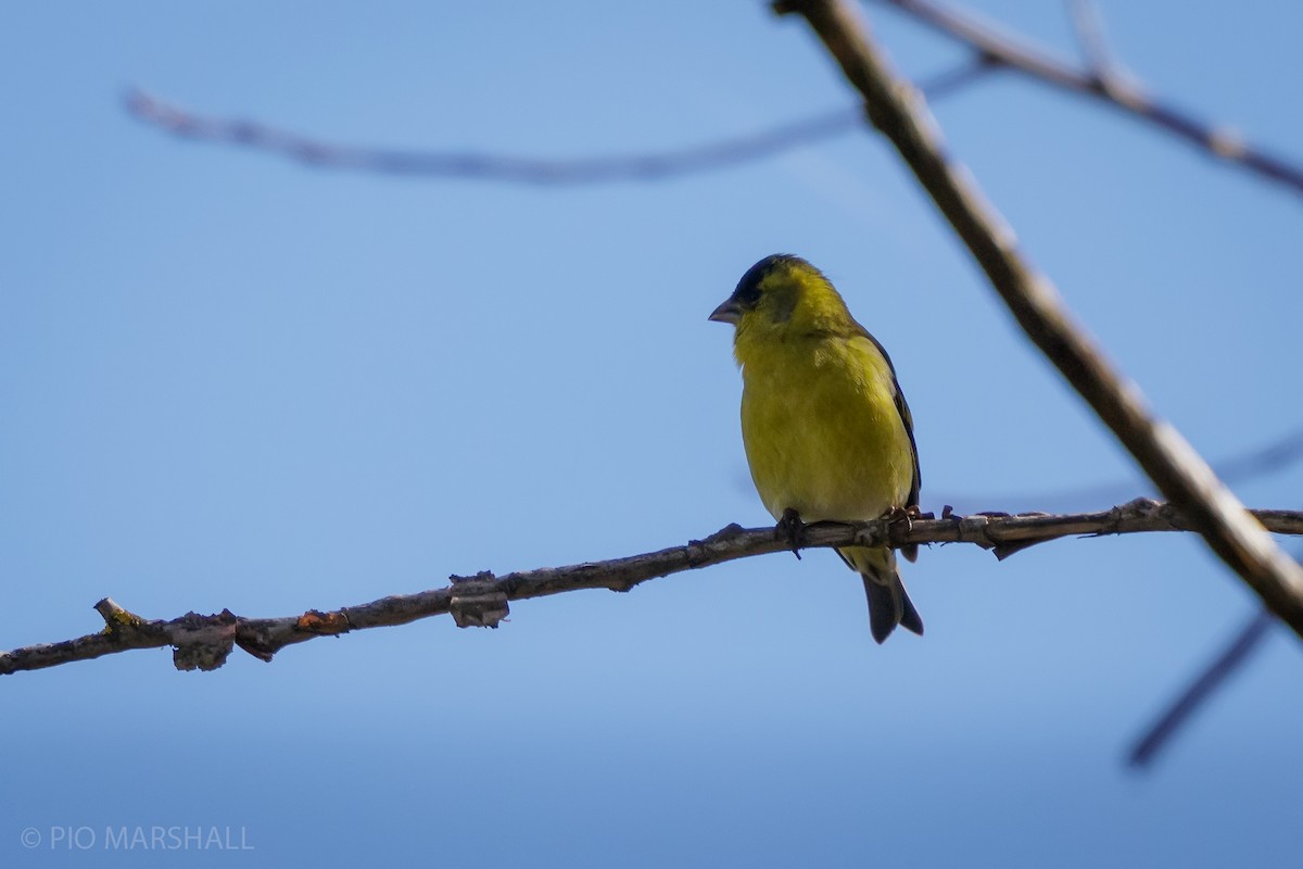 Black-chinned Siskin - Pio Marshall