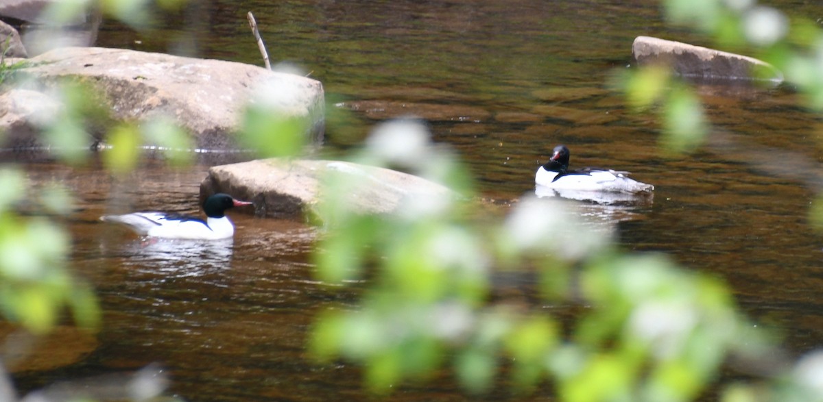 Common Merganser (North American) - ML618903319