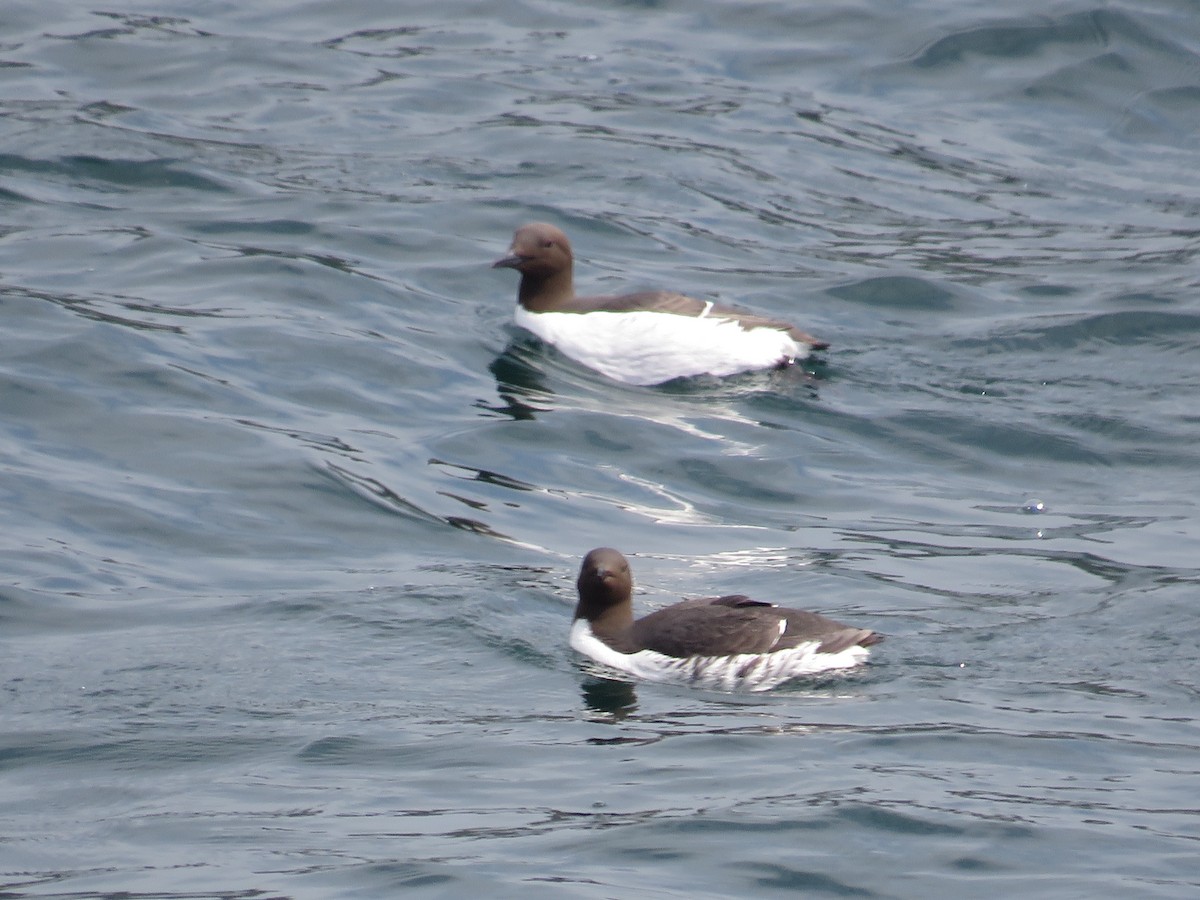 Common Murre - Sally Bergquist