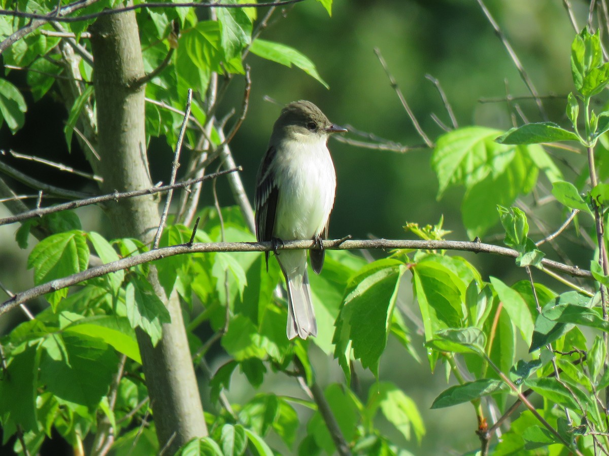 Alder Flycatcher - Crystal Kunst