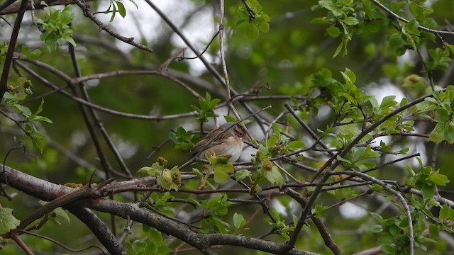 Clay-colored Sparrow - ML618903382