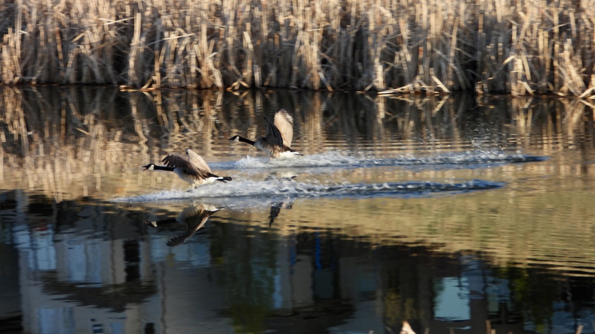 Canada Goose - George Halmazna