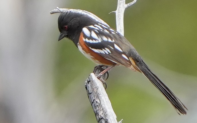 Spotted Towhee - Dave Bowman