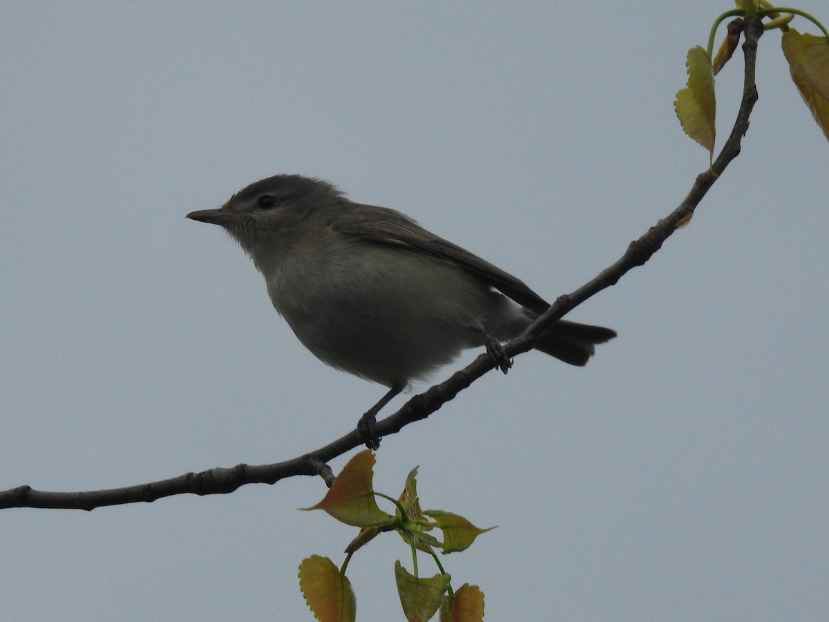 Warbling Vireo - ML618903405