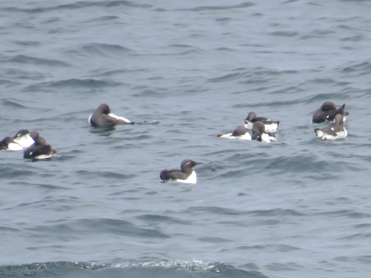 Common Murre - Sally Bergquist