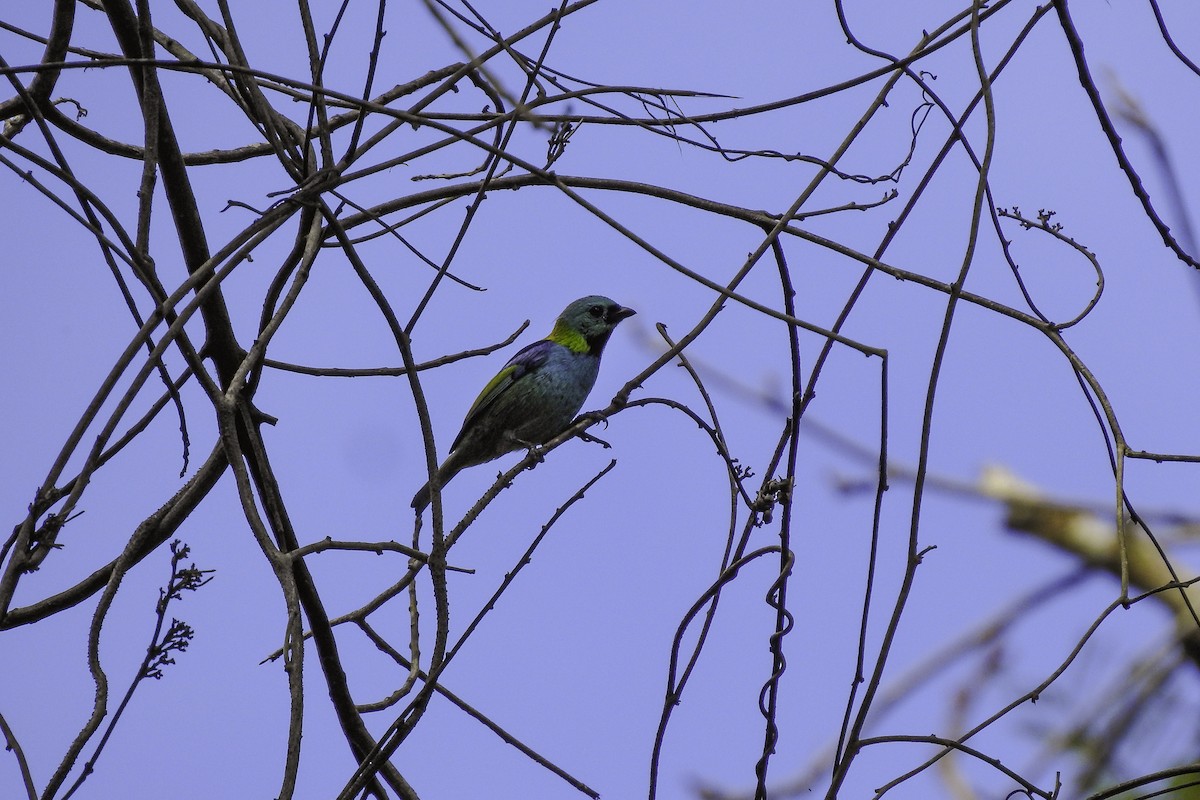 Green-headed Tanager - ML618903407