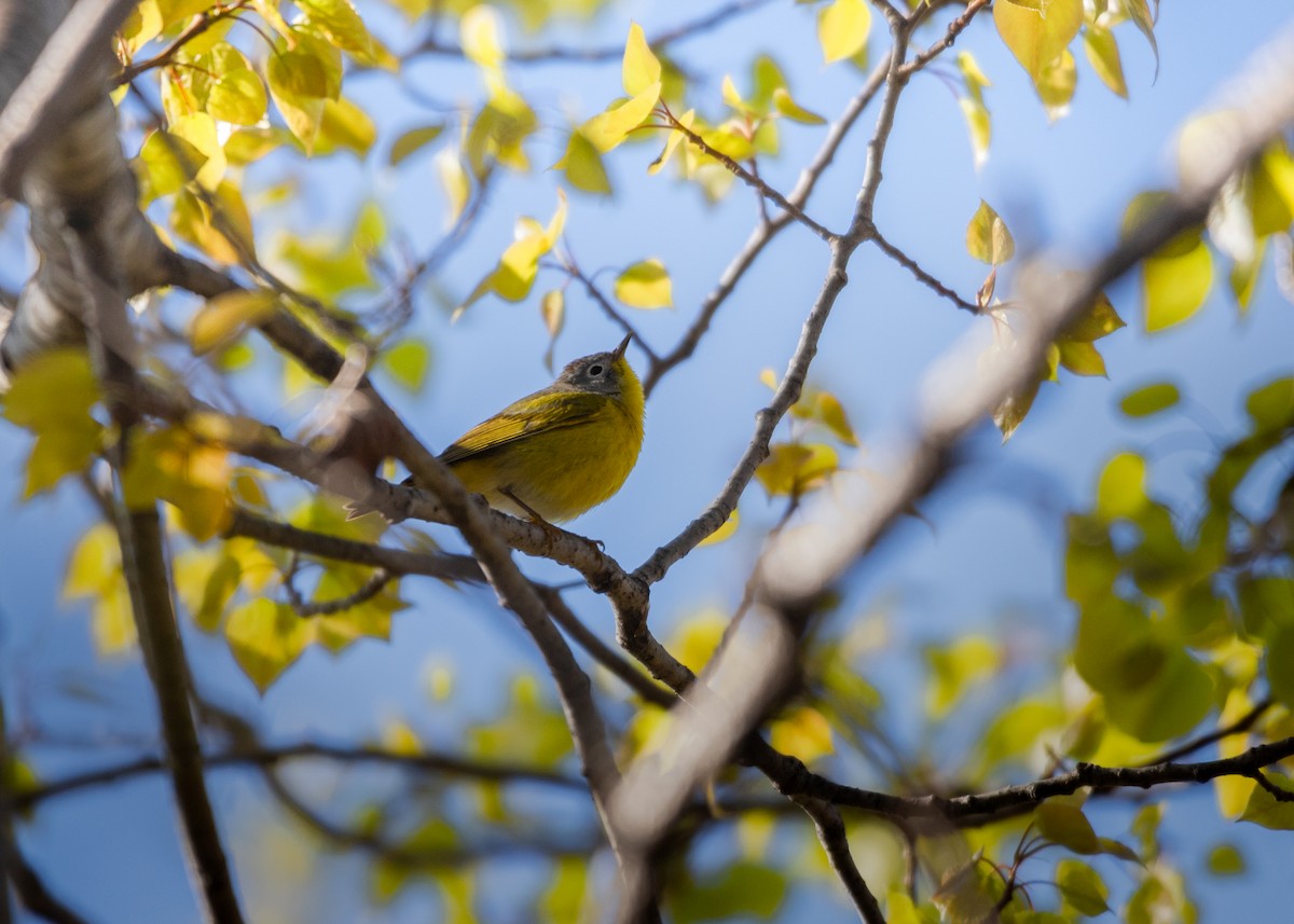 Nashville Warbler - Roxanne Guérette