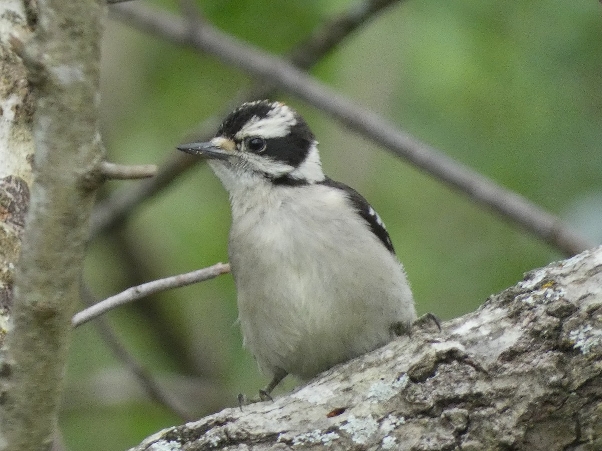 Downy Woodpecker - Mostafa Omeis